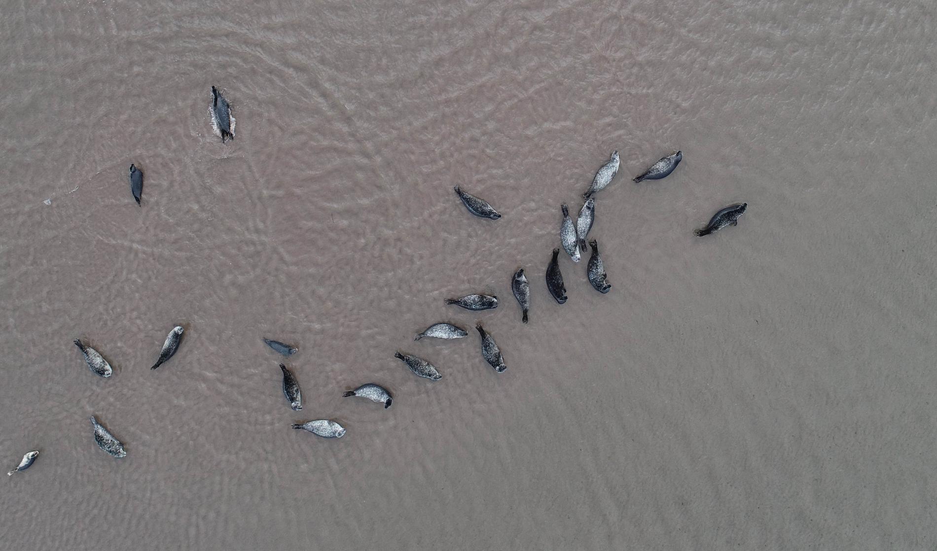 Photographie aérienne de Phoques communs prise par drone dans le Grand Barachois © DTAM