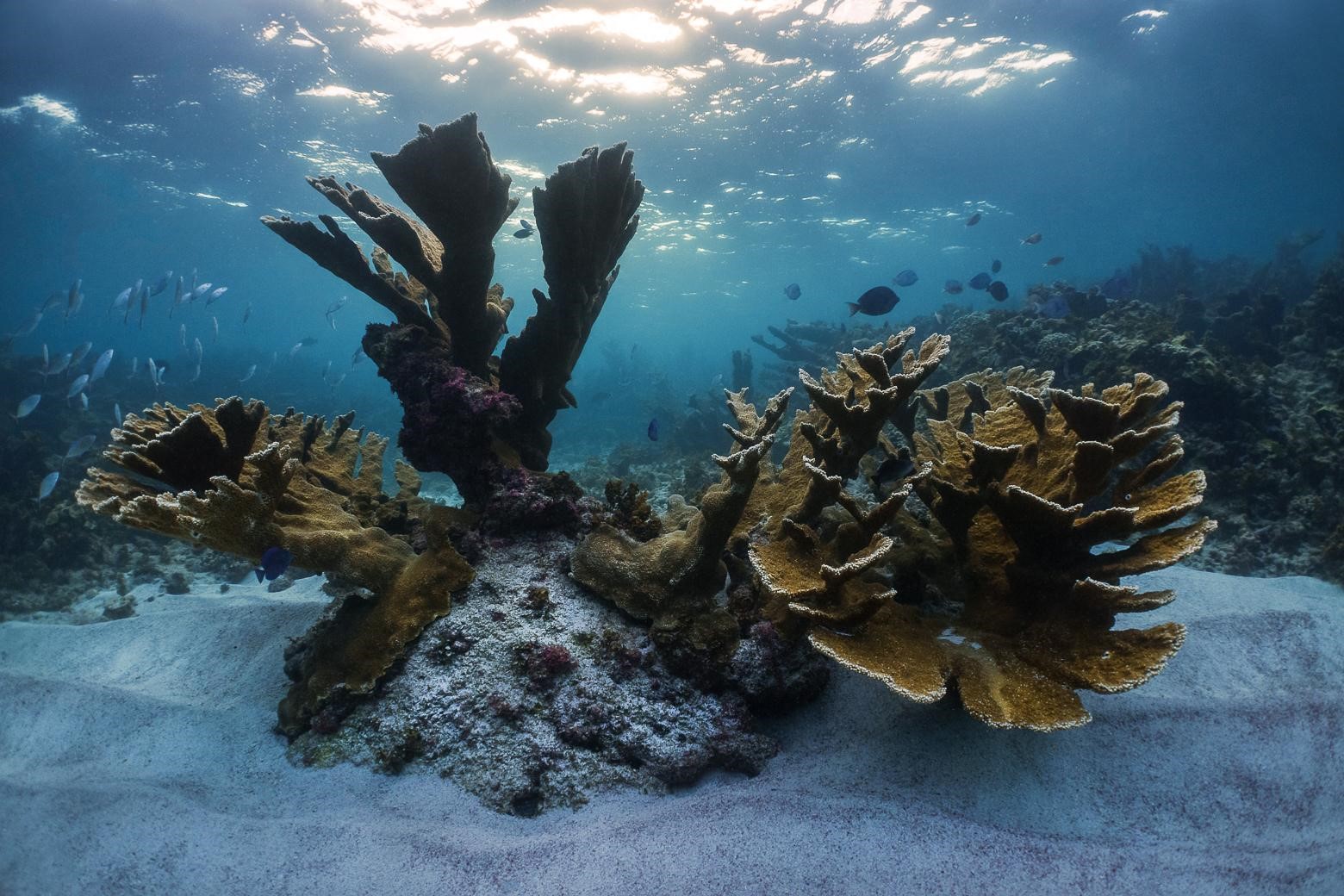 Corail corne d’élan *Acropora palmata* © Fabien Lefebvre