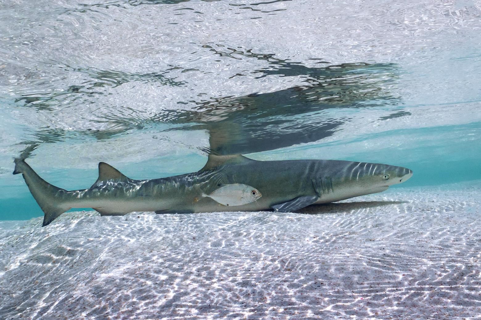 Requin citron juvénile © Fabien Lefebvre