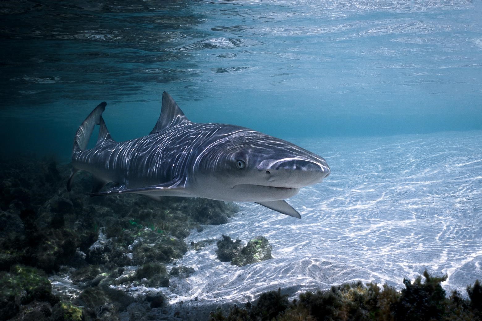 Requin citron juvénile © Fabien Lefebvre