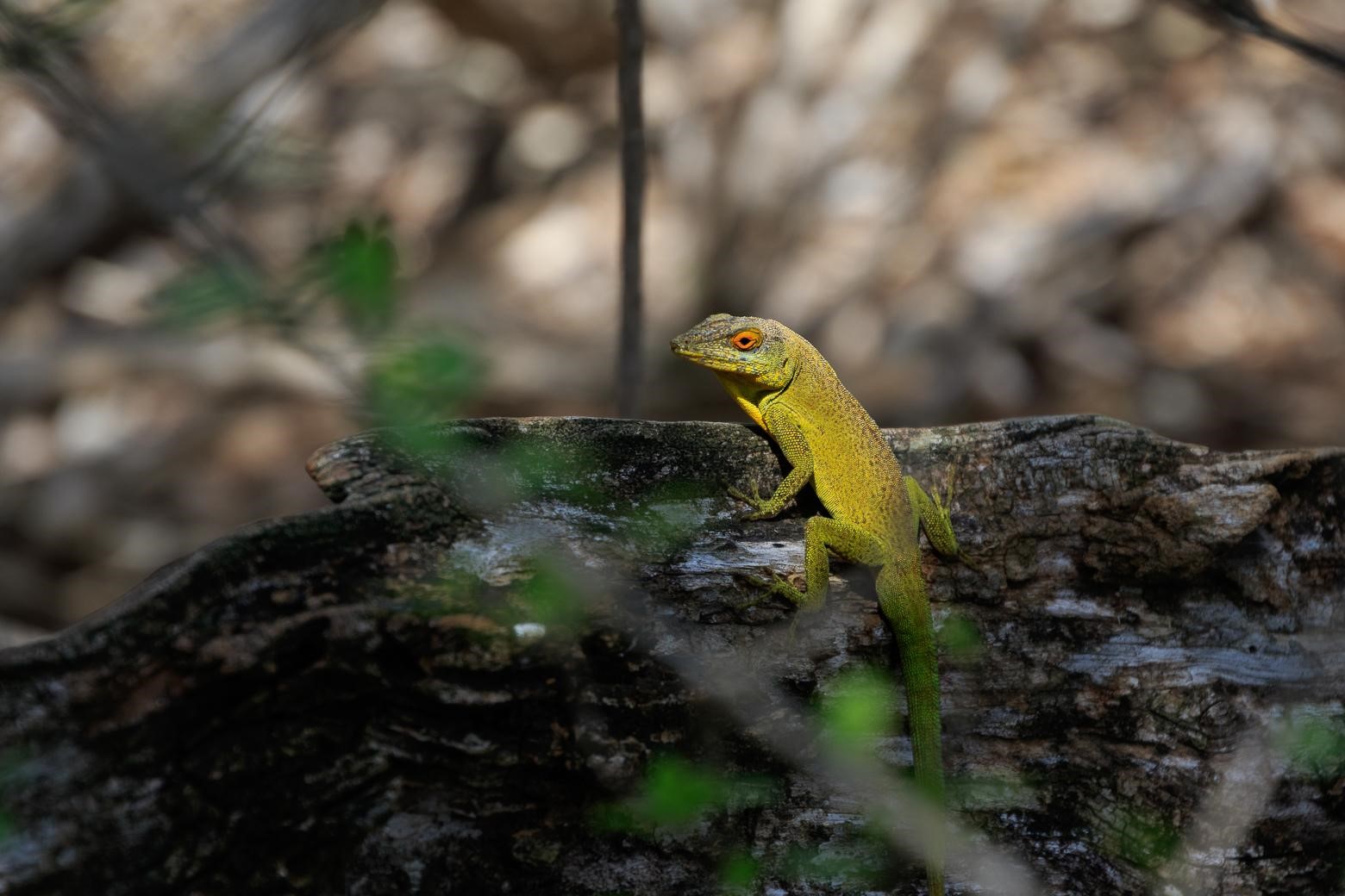 Anolis *Ctenonotus marmoratus chrysops* © Fabien Lefebvre