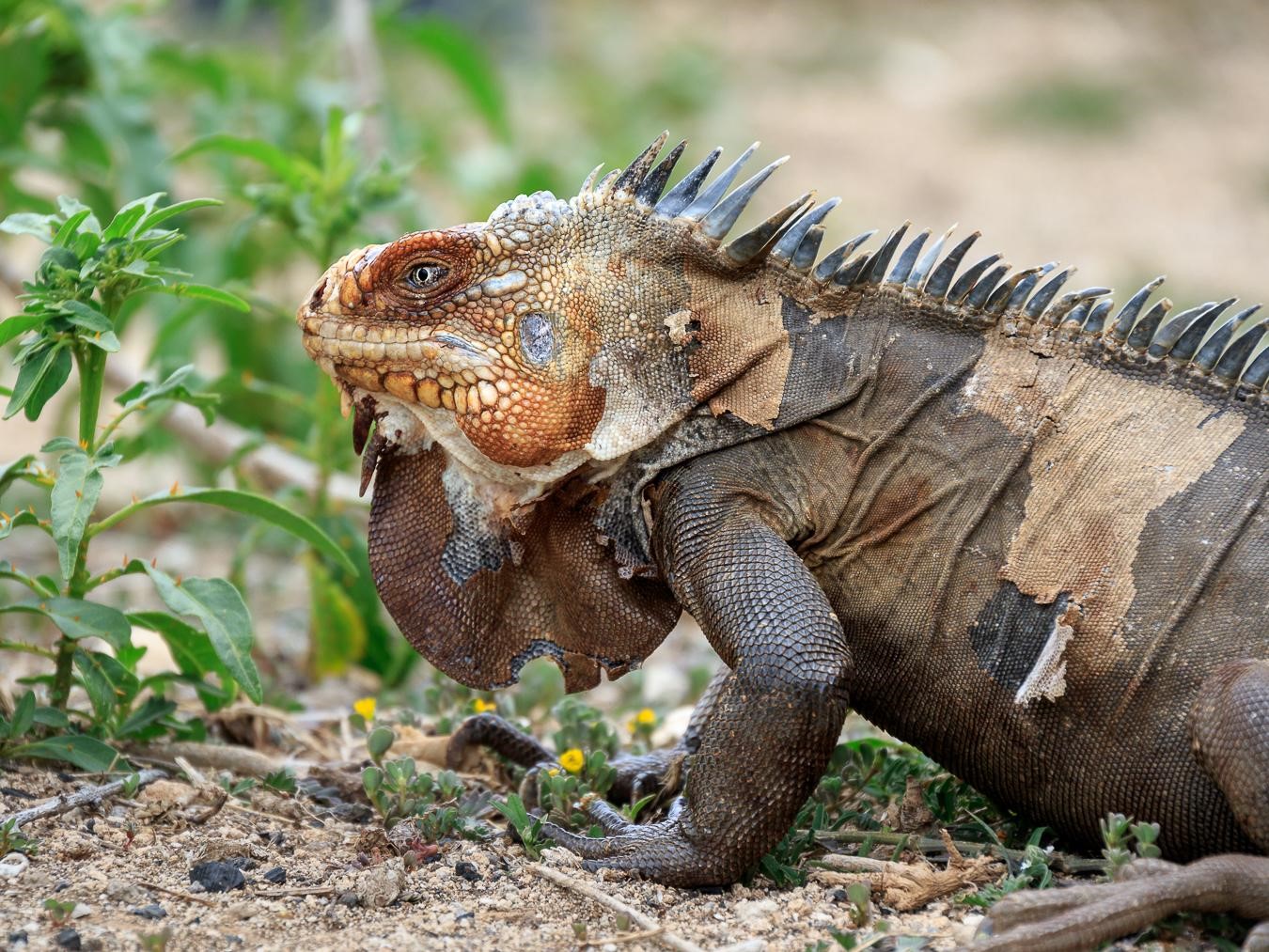 *Iguana Delicatissima* © Fabien Lefebvre