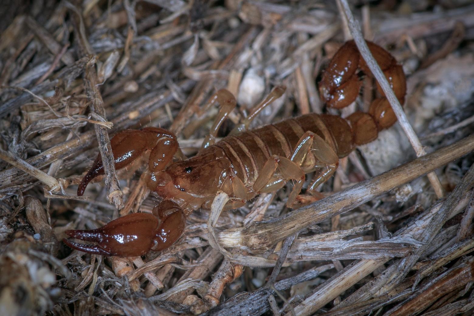 Scorpion *Oiclus tite* © Fabien Lefebvre