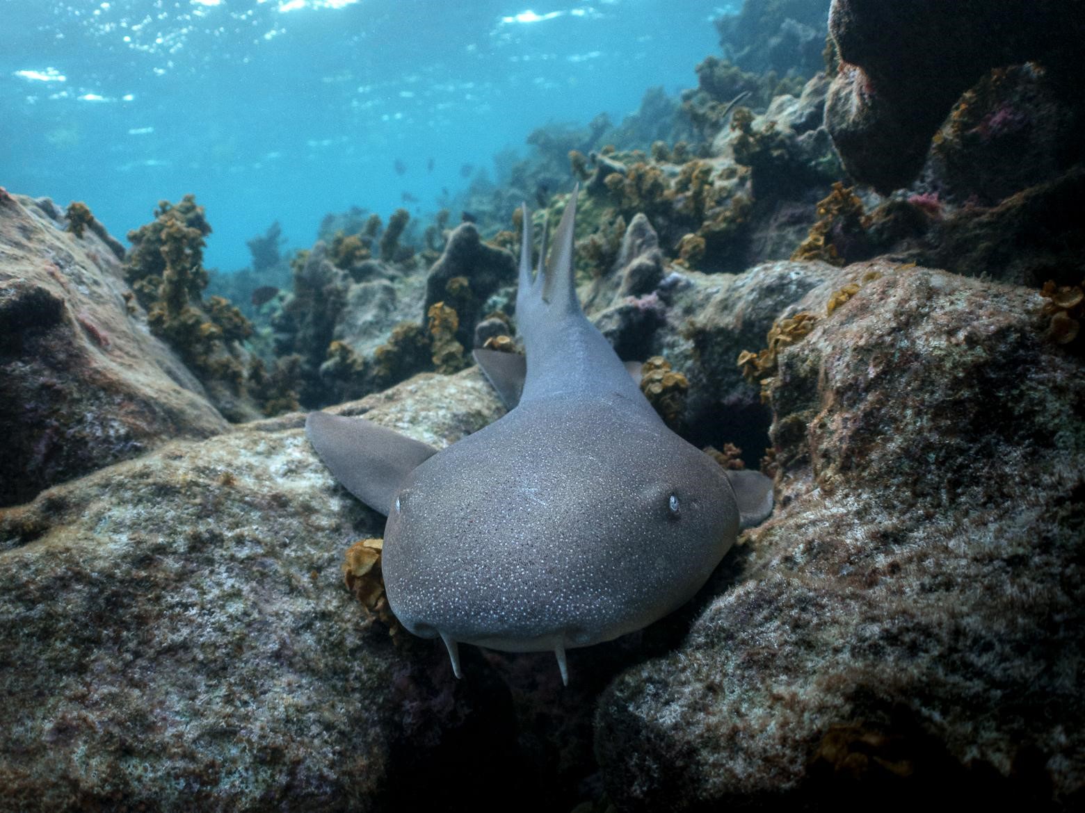 Requin nourrice © Fabien Lefebvre