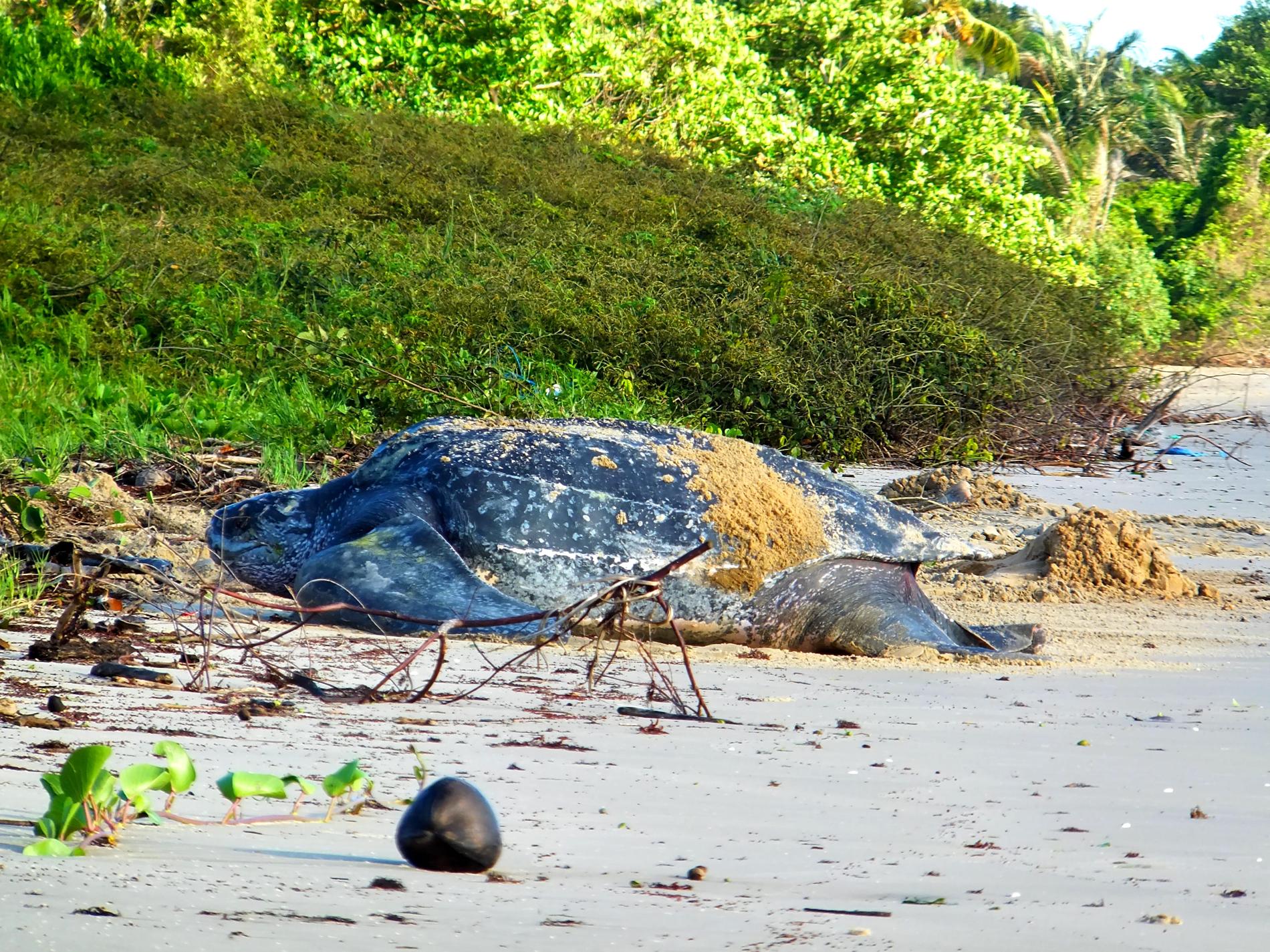 Tortue Luth © ONF Guadeloupe