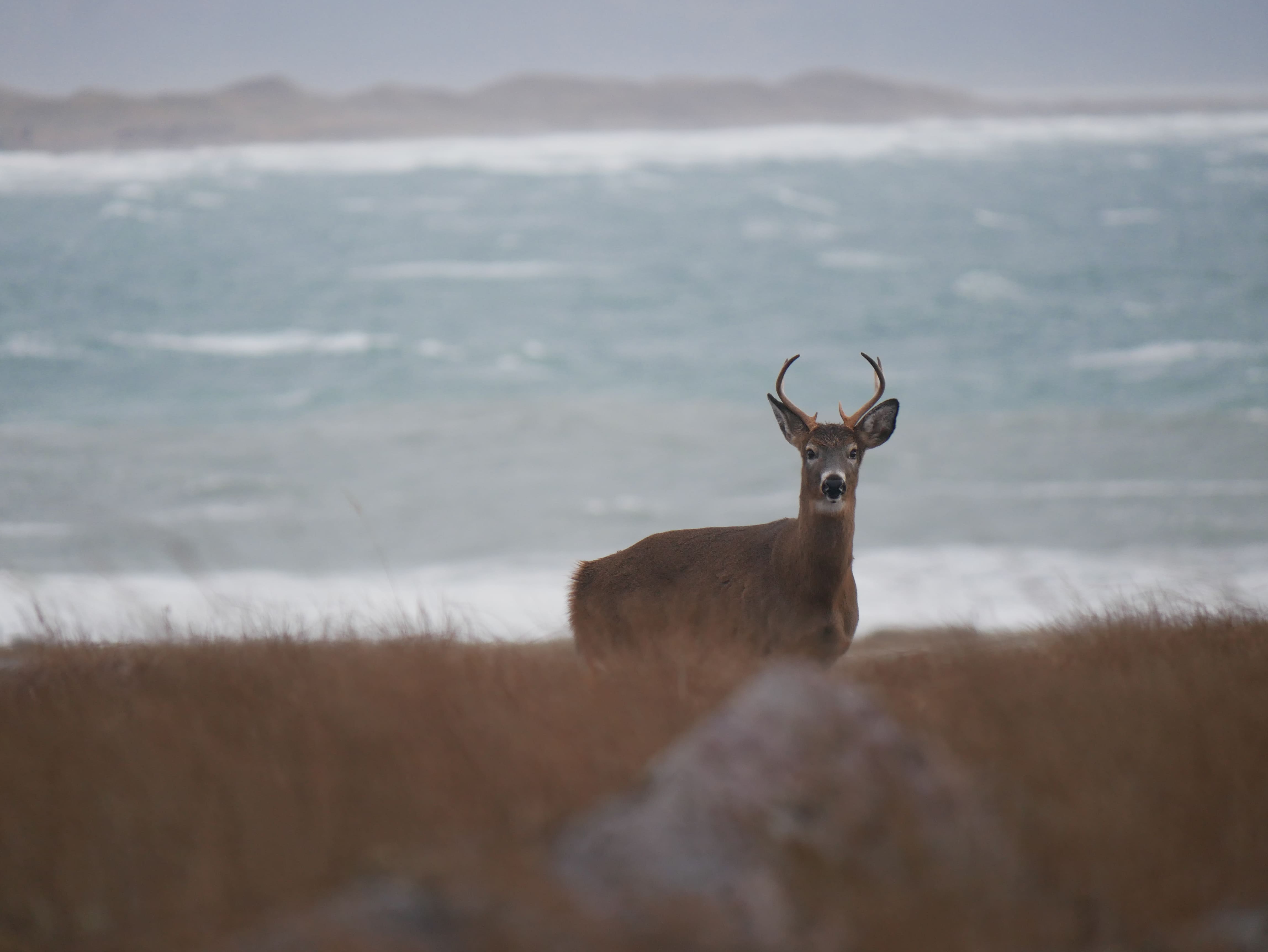 Cerf de Virginie, *Odocoileus virginianus* © Gaëtan Renoux - OFB