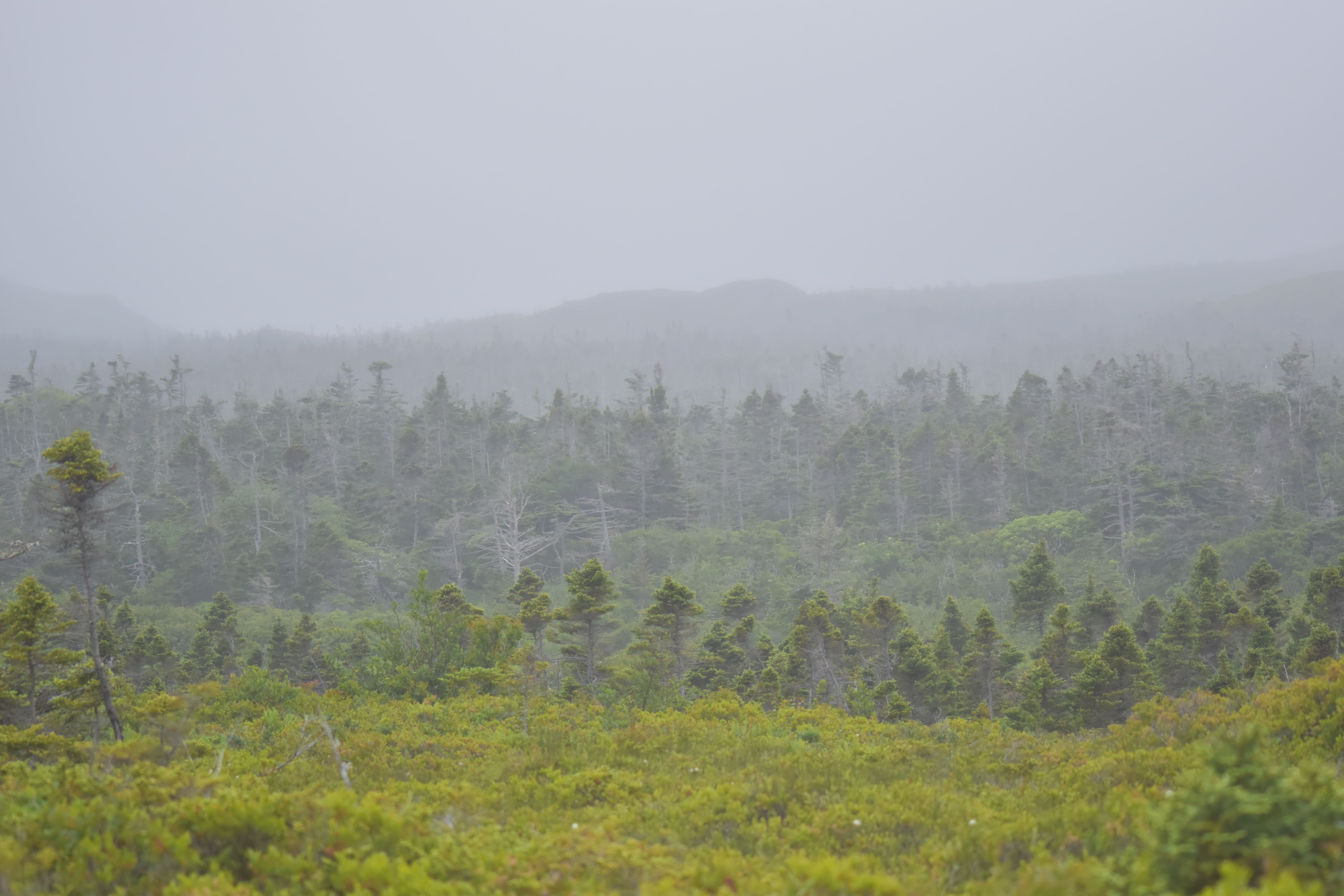 Forêt de Miquelon © Delphine Gioani - OFB