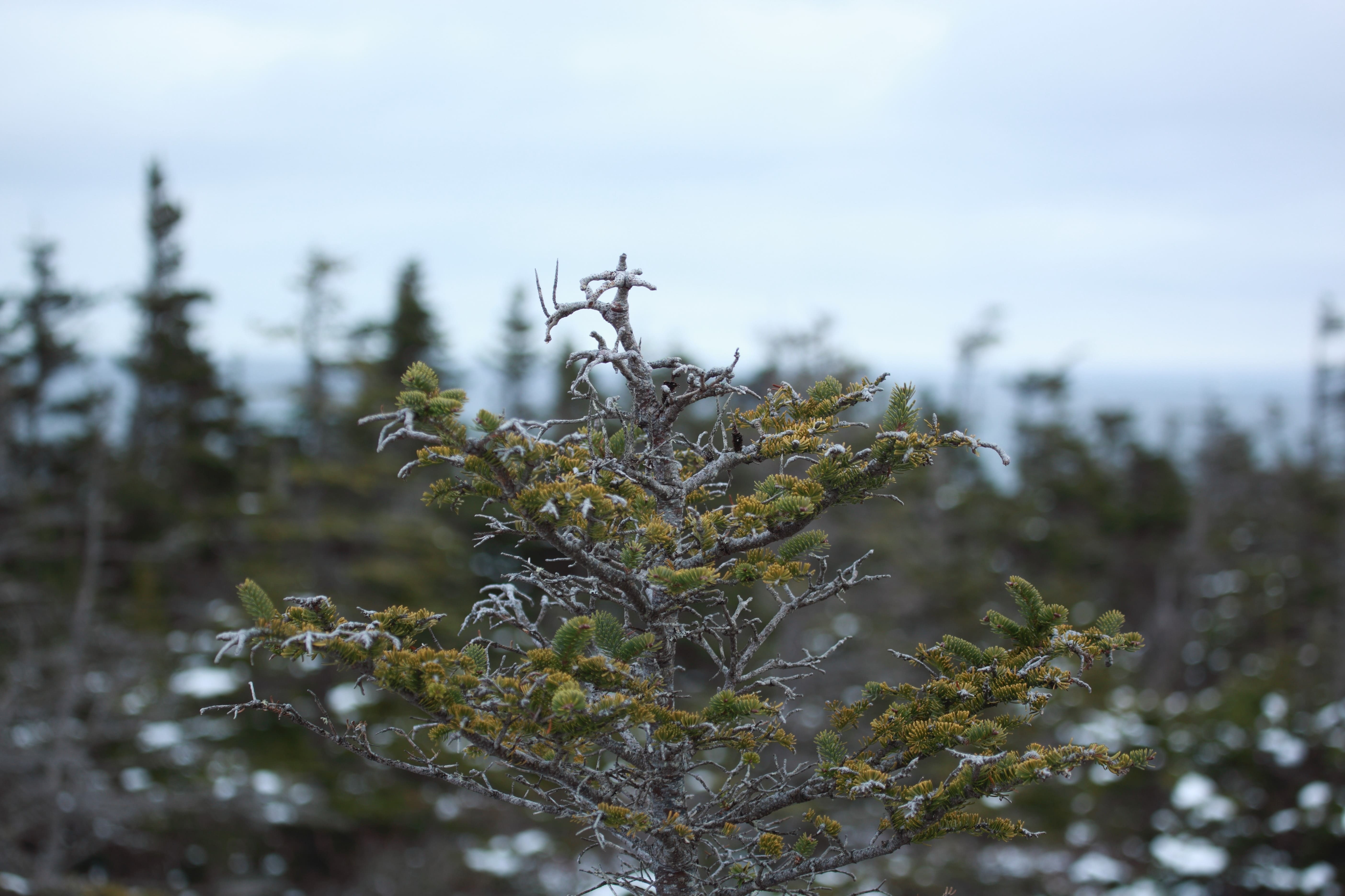 Déformations et défoliation provoquées par le puceron lanigère sur un sapin © Bruno Letournel