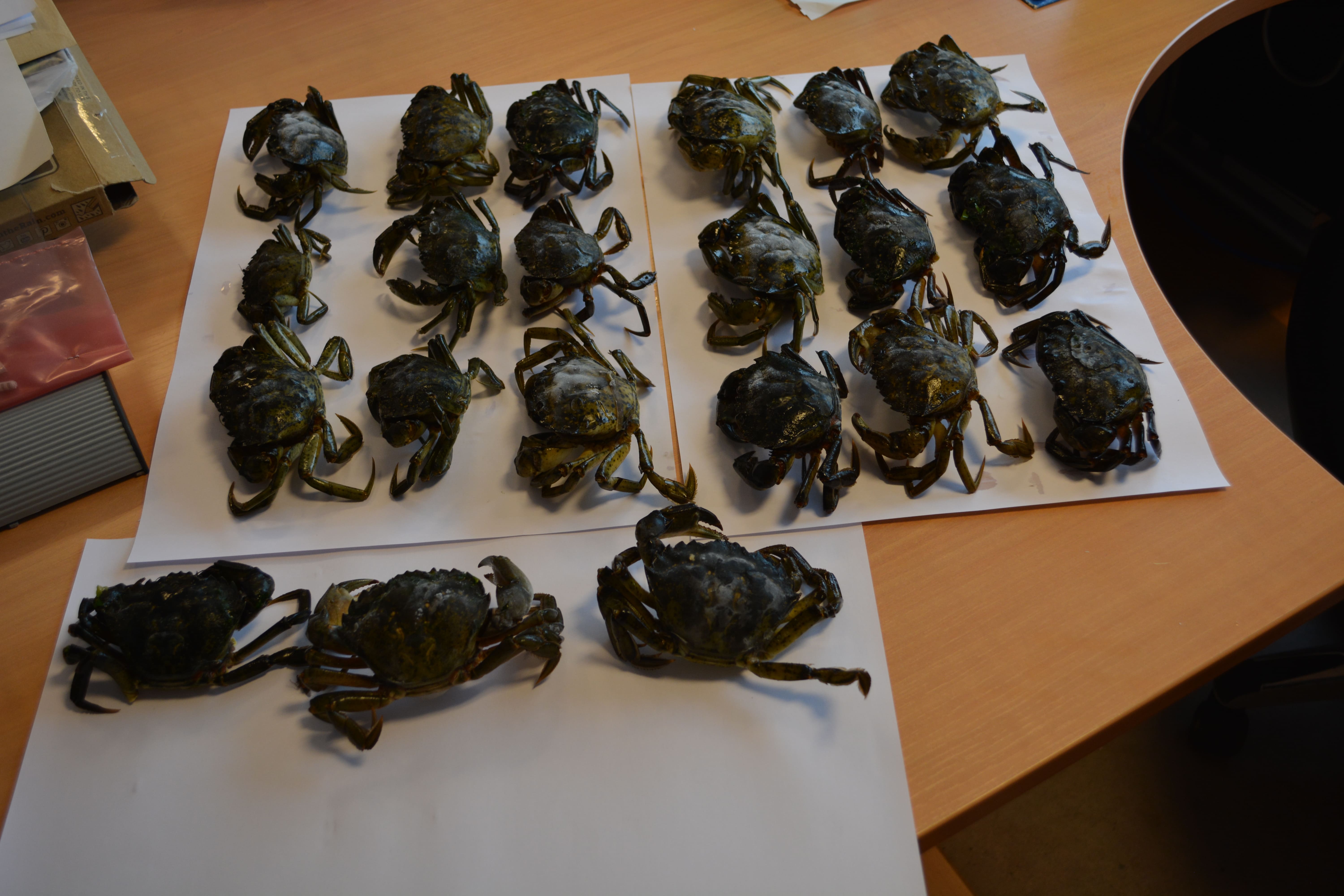 Crabes verts collectés lors des suivis © Gianni Boissel