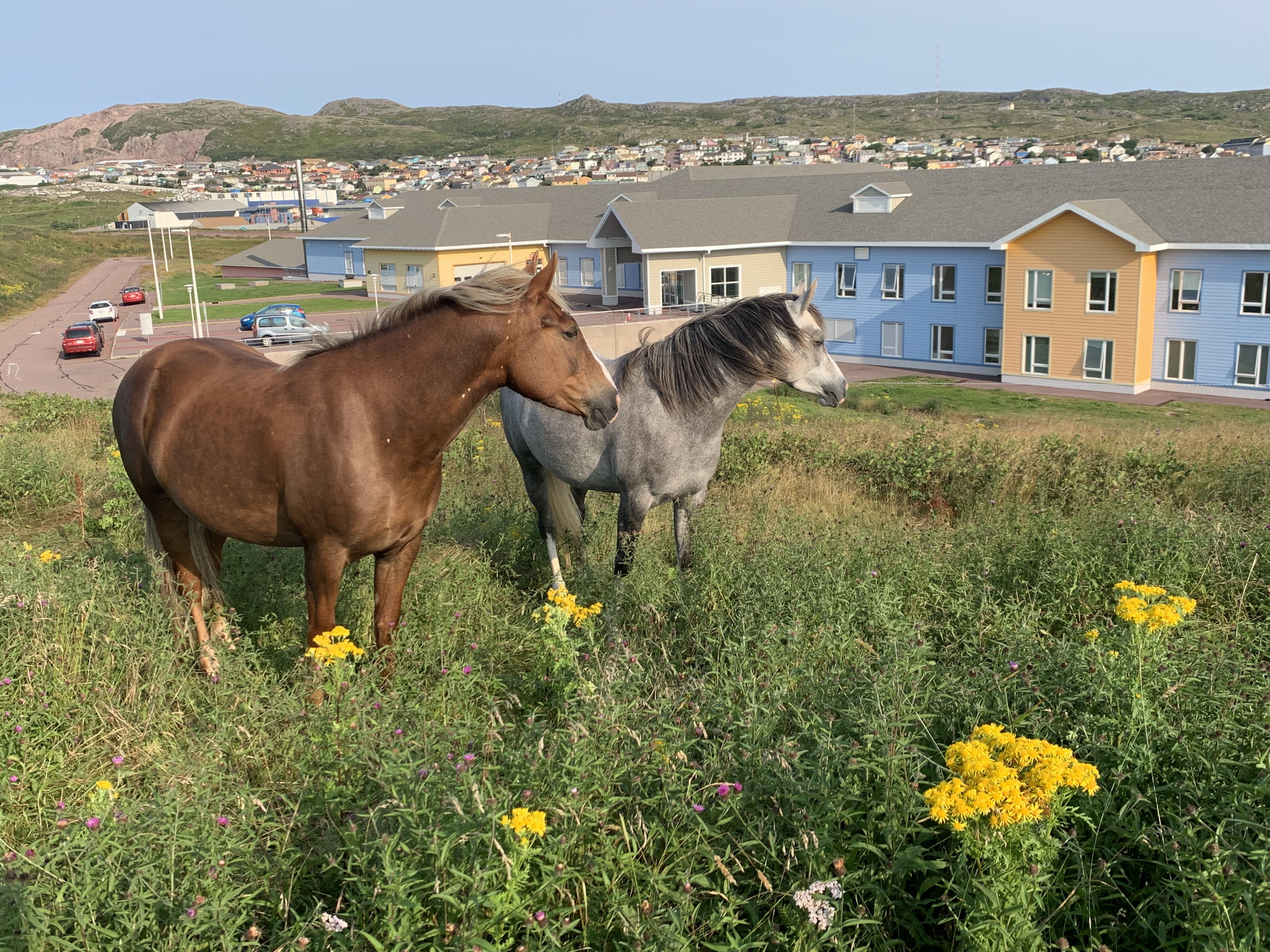 Chevaux dans une prairie envahie de Seneçon © Delphine Gioani