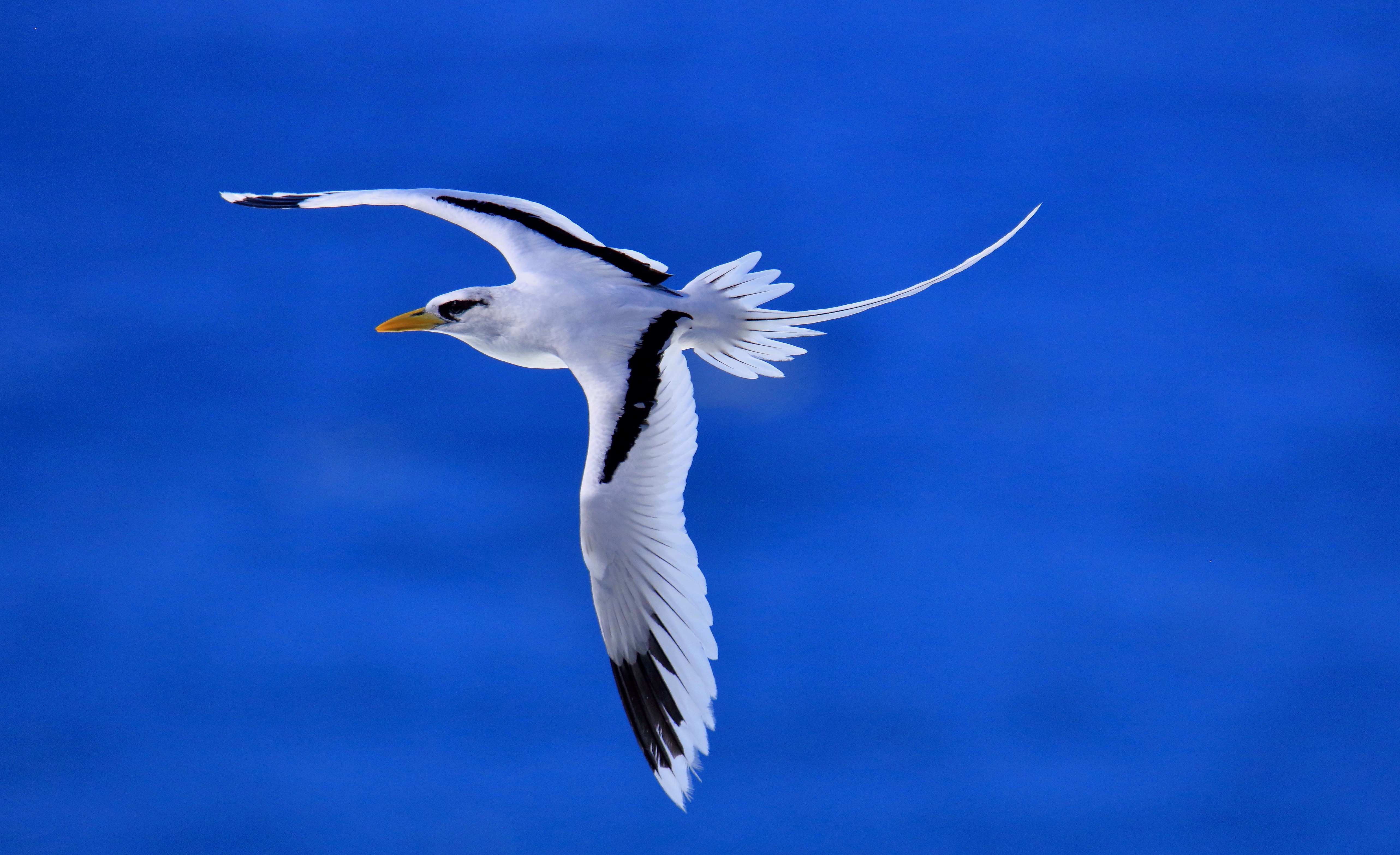 Le phaéton à brins blancs (Phaethon lepturus), oiseau marin emblématique de La Réunion © Georges Barrière