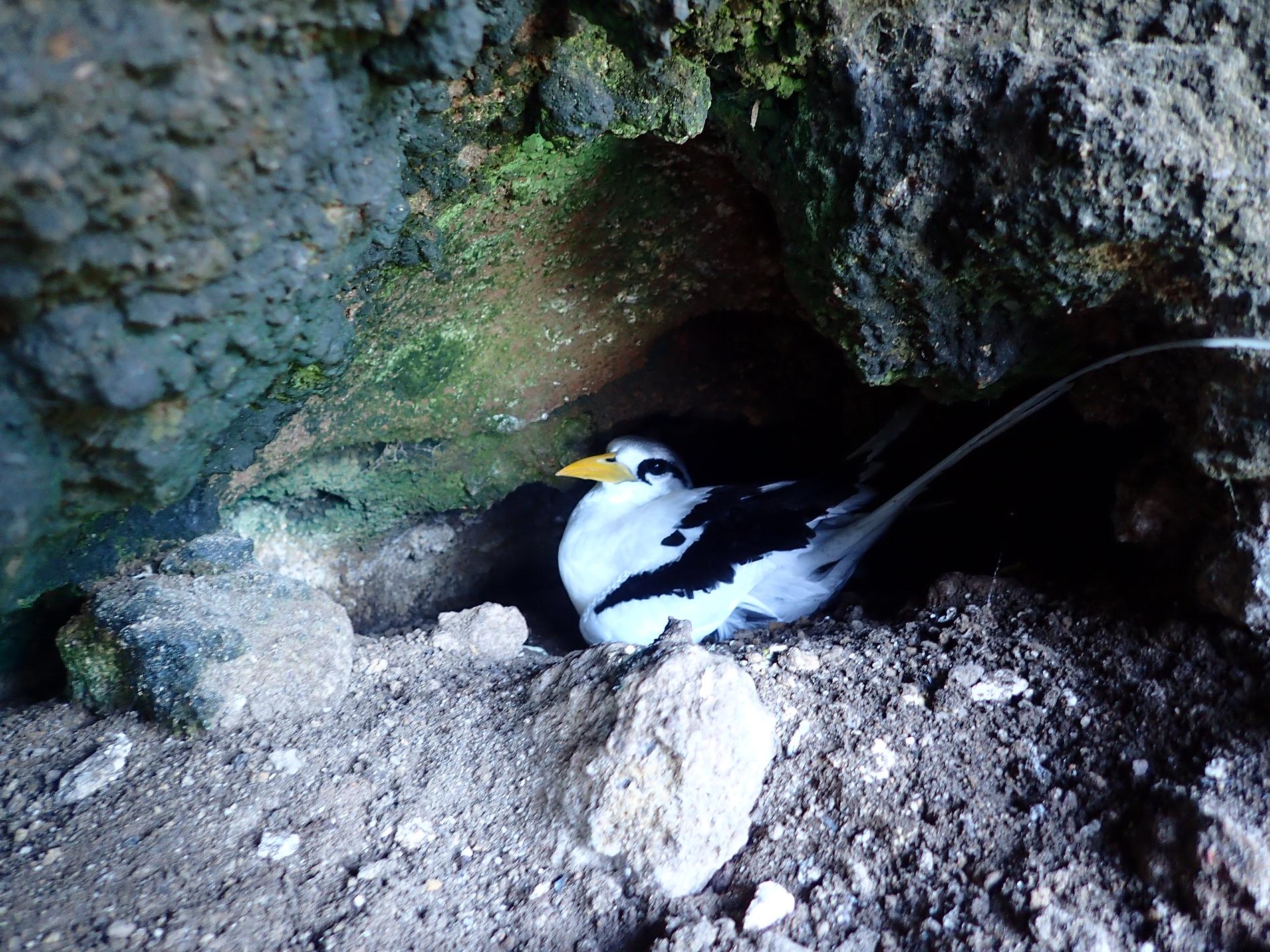 Phaéton à brins blancs dans son milieu naturel © Projet FEDER SMAC