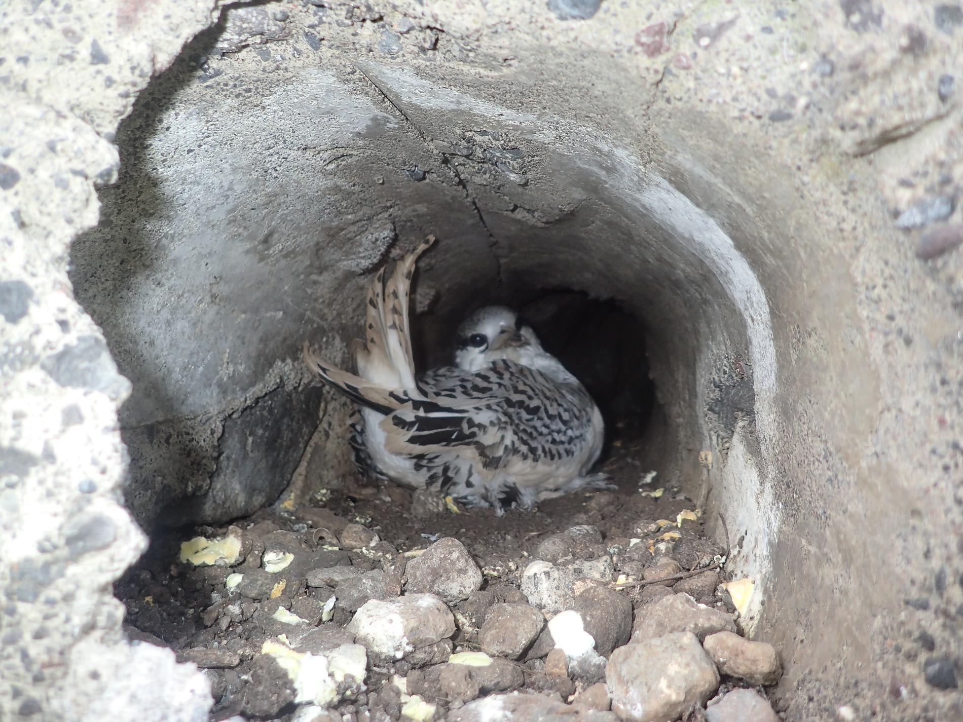 Jeune phaéton à brins blancs nichant dans une cavité en béton, en milieu urbain © Projet FEDER SMAC