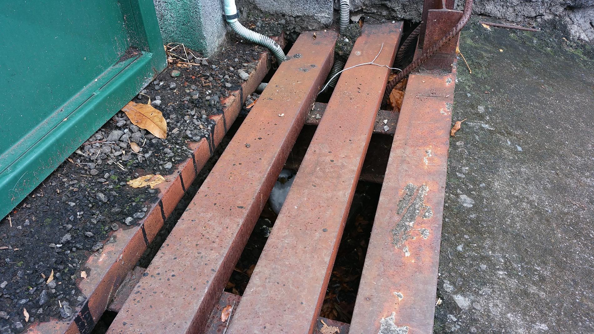 Phaéton à brins blancs, sous une grille, dans une conduite d’évacuation d’eau © Projet FEDER SMAC