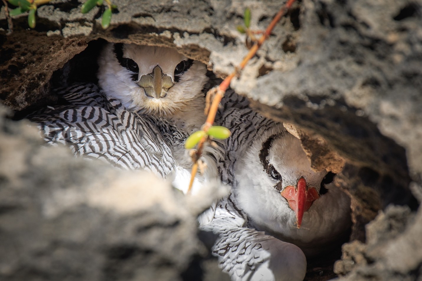 Phaéton à bec rouge et son poussin (*Phaethon aethereus*) - Réserve naturelle nationale des îlets de Sainte-Anne © Fabien Lefebvre