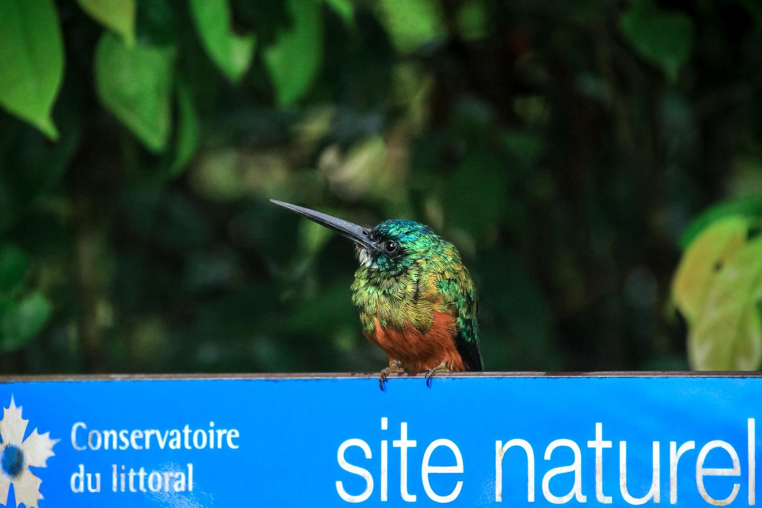 Jacamar vert ([*Galbula galbula*](https://inpn.mnhn.fr/espece/cd_nom/441937)) sur le panneau des pripris de Yiyi © Fabien Lefebvre