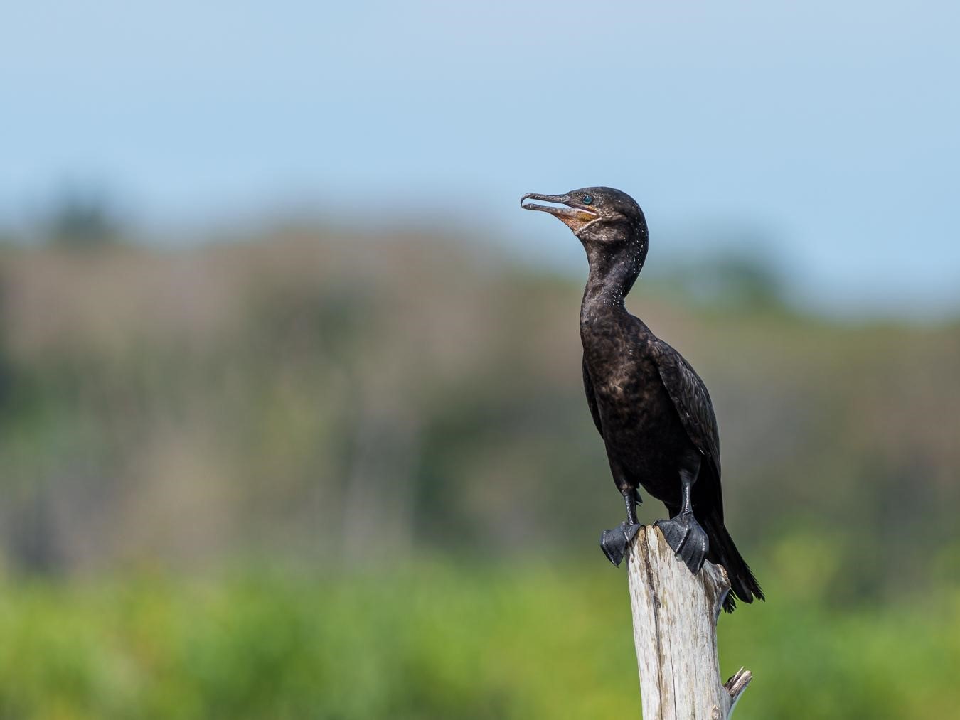 Cormoran olivâtre © Fabien Lefebvre