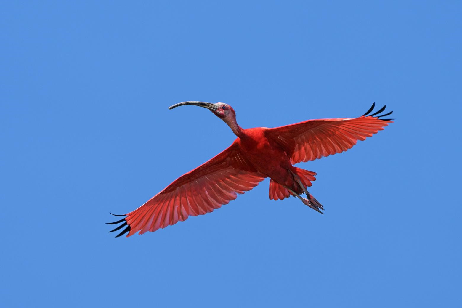 Ibis rouge © Fabien Lefebvre