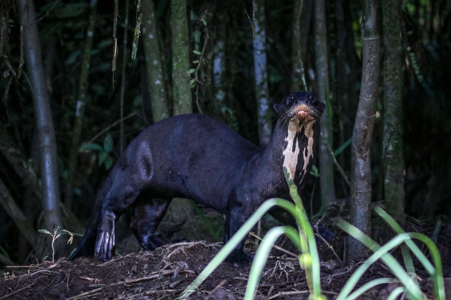 Loutre géante d’Amazonie © Fabien Lefebvre