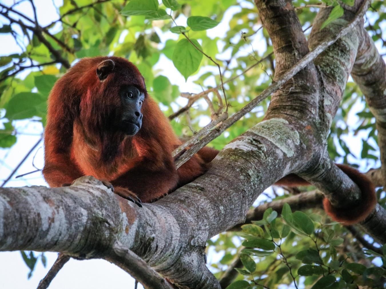 Singe roux hurleur aux abords du marais © Fabien Lefebvre 