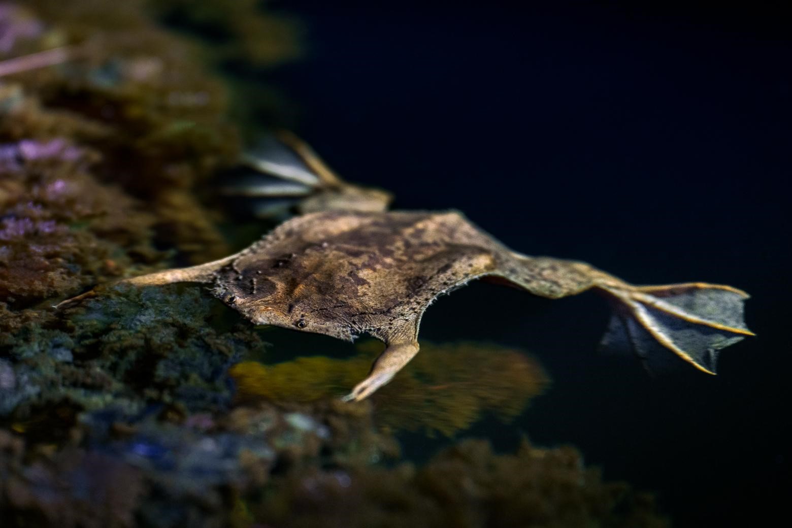 Crapaud Pipa © Fabien Lefebvre