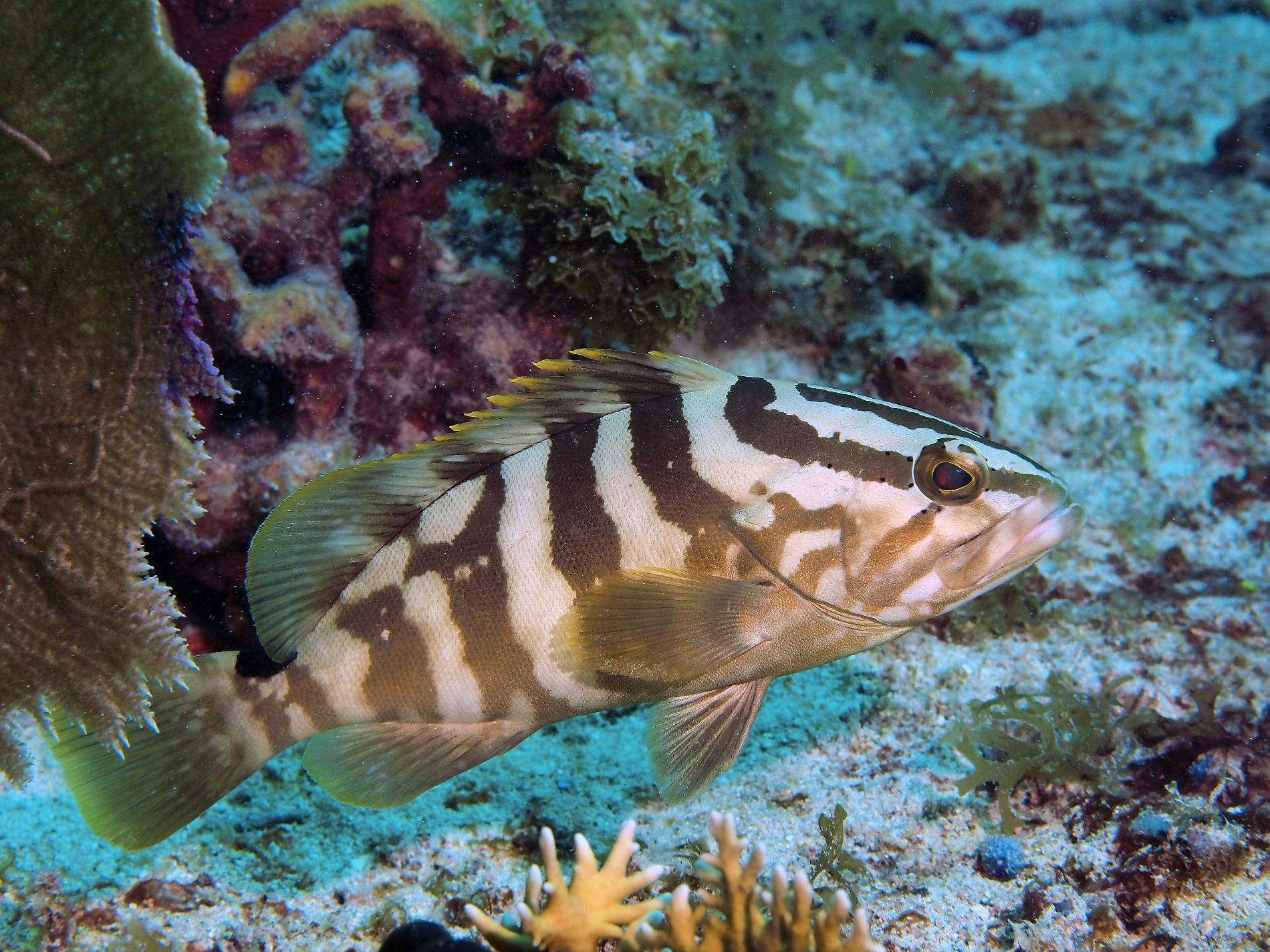 Mérou de Nassau © Julien Chalifour - RNN Saint-Martin