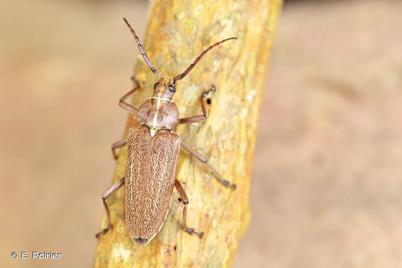 Solenoptère de Chalumeau © Eddy Poirier - INPN