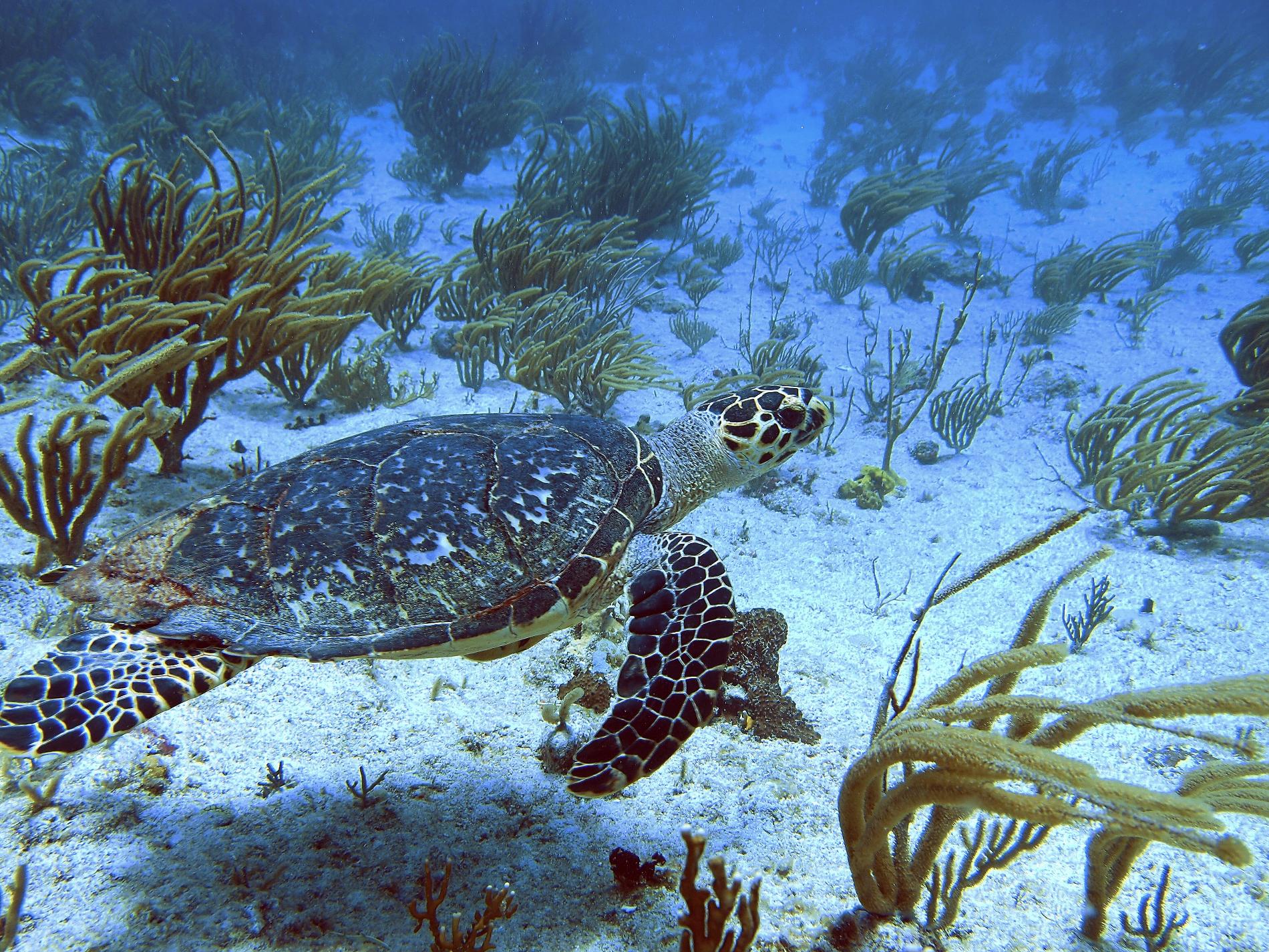 Tortue imbriquée © Julien Chalifour - RNN Saint-Martin