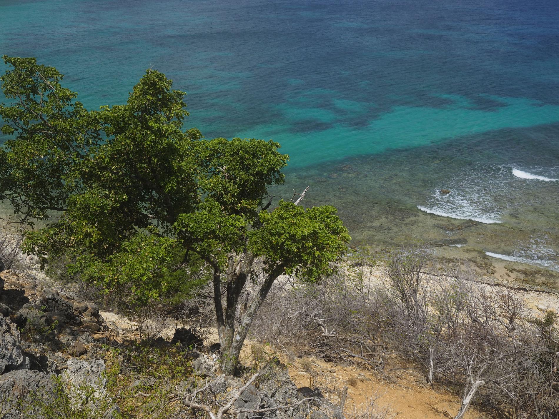 Gaïac © Réserve naturelle nationale de Saint-Martin