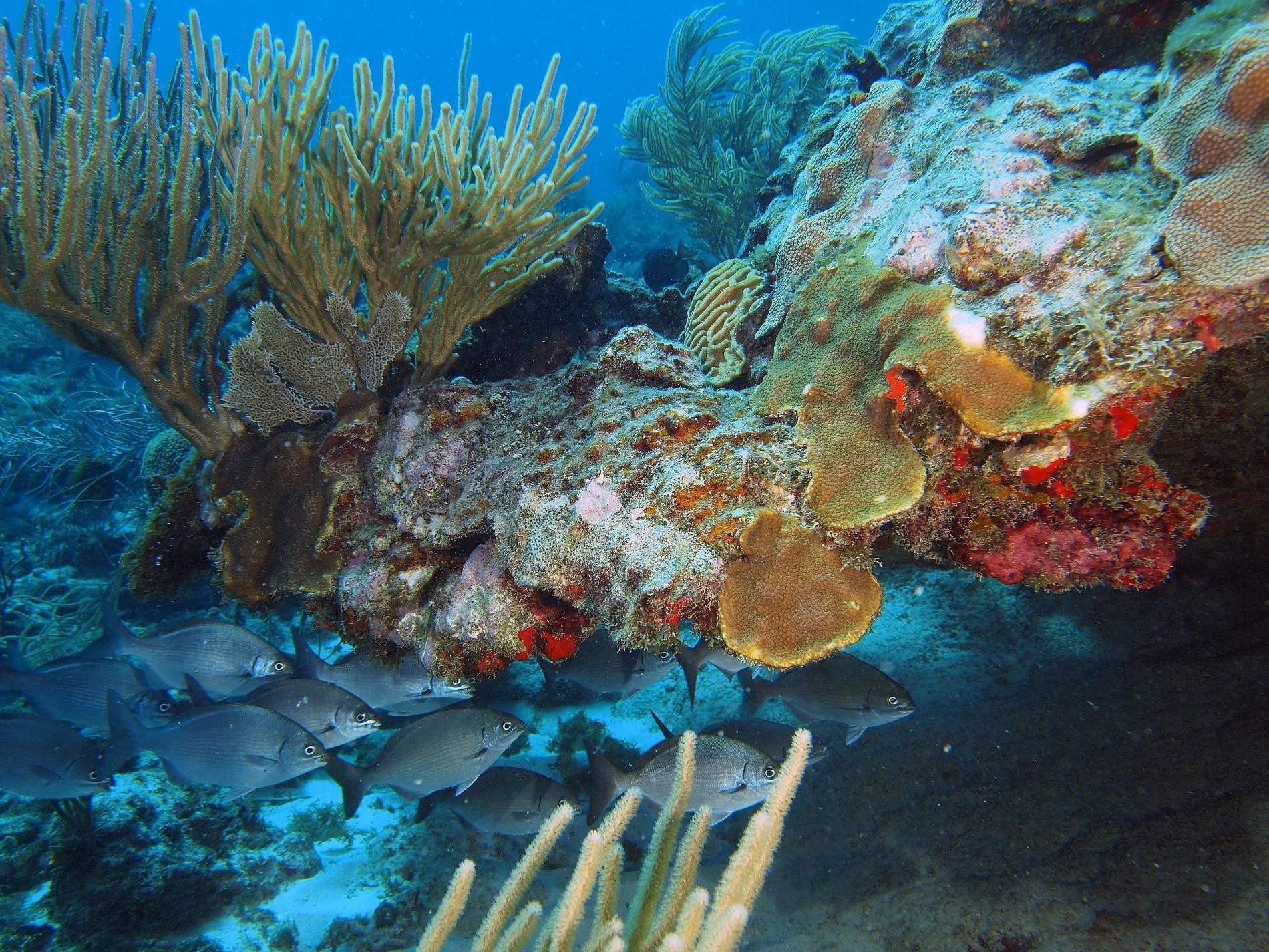 Récifs coralliens © Julien Chalifour - RNN Saint-Martin