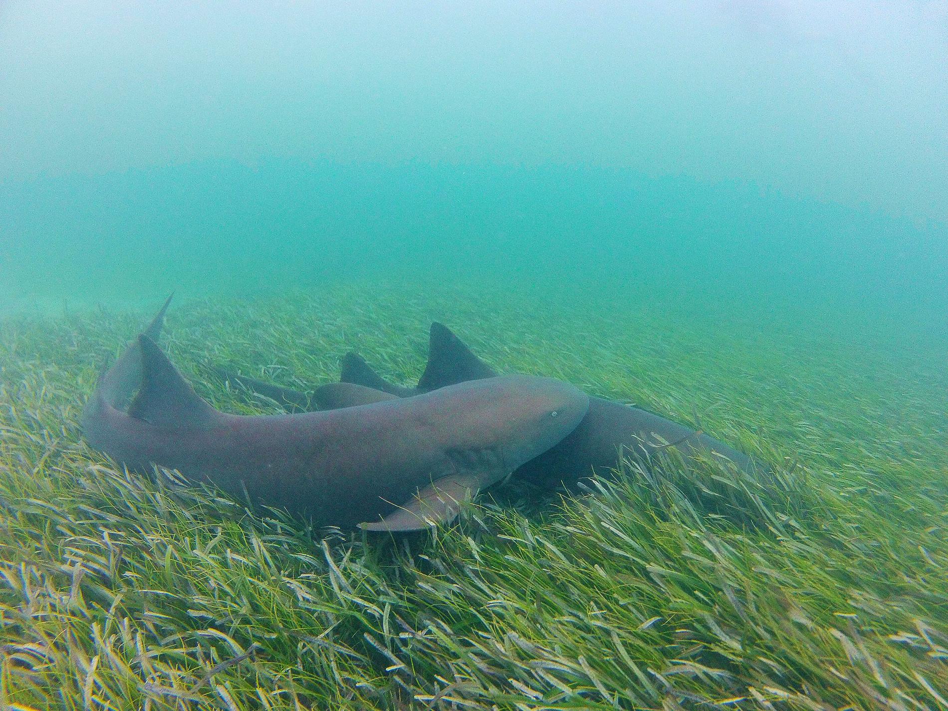 Requins nourrices (*Ginglymostoma  cirratum*) sur un herbier © Julien Chalifour - RNN Saint-Martin