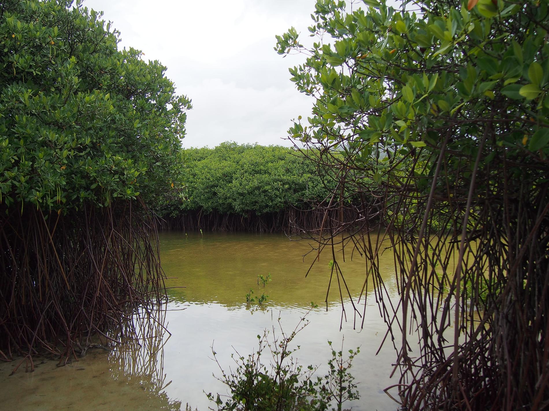 Mangrove autour de l'Étang aux poissons © Réserve naturelle nationale de Saint-Martin