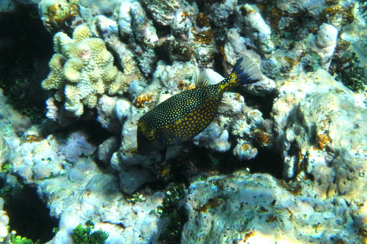 Poisson-coffre dans les récifs d’Entrecasteaux © DR