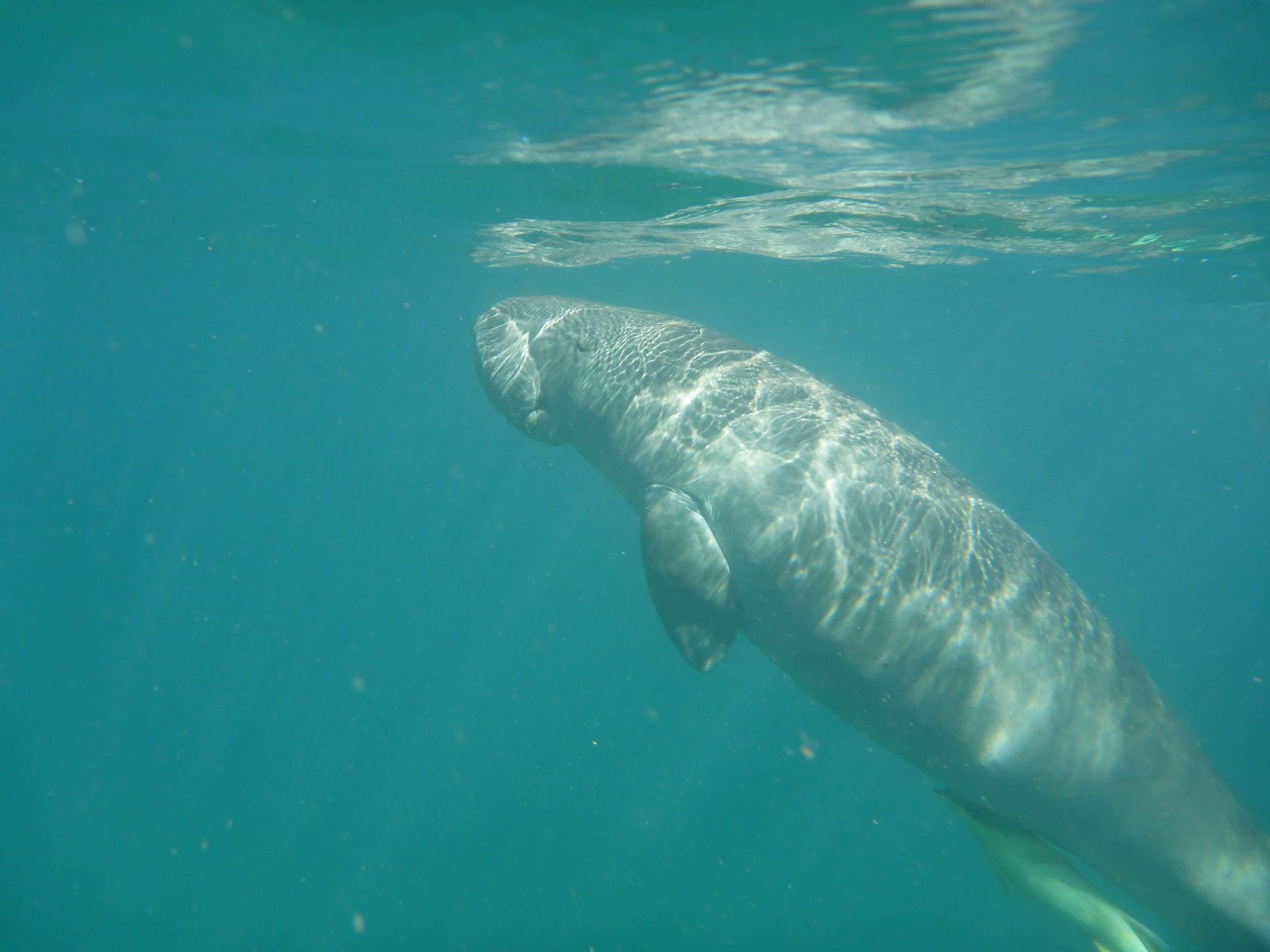 *Dugong dugong* © Hélène Udo