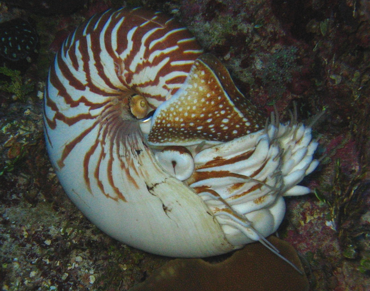 *Nautilus sp.* © Claude Payri