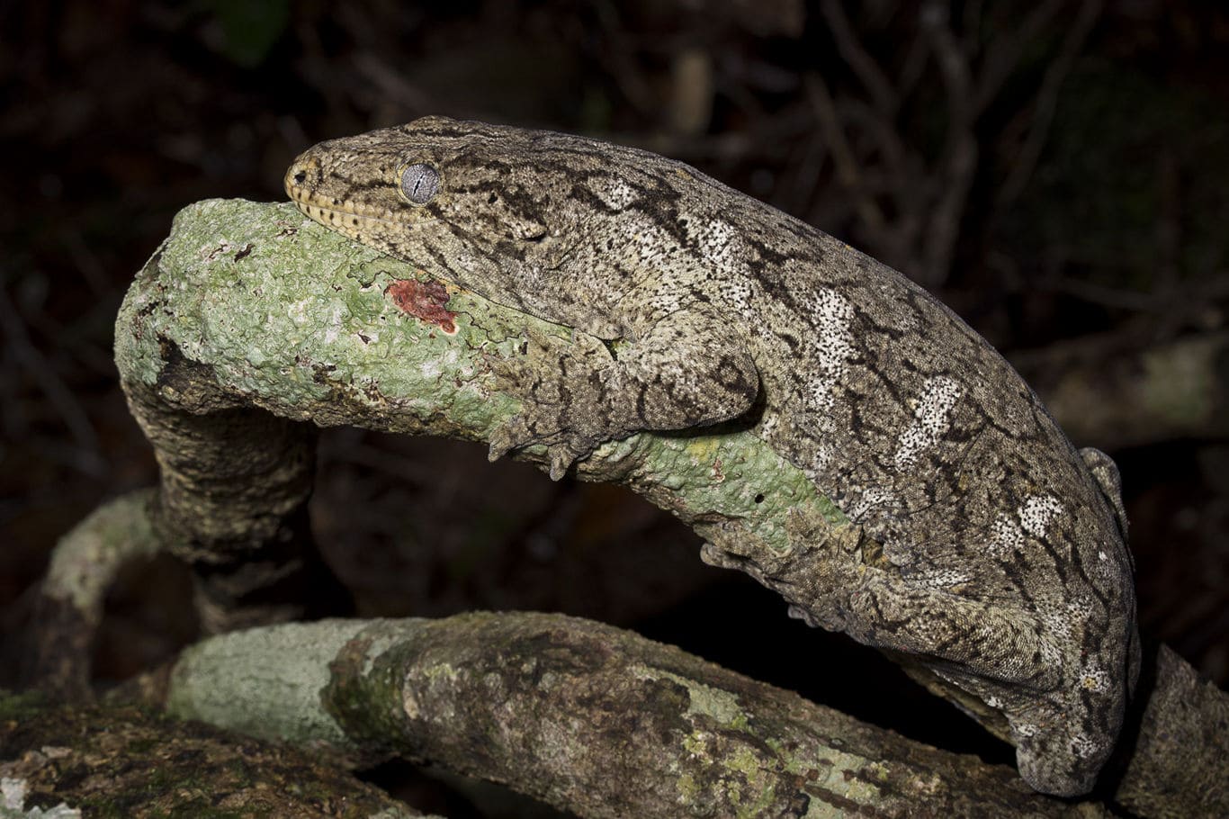 *Rhacodactylus leachianus* © Matthias Deuss