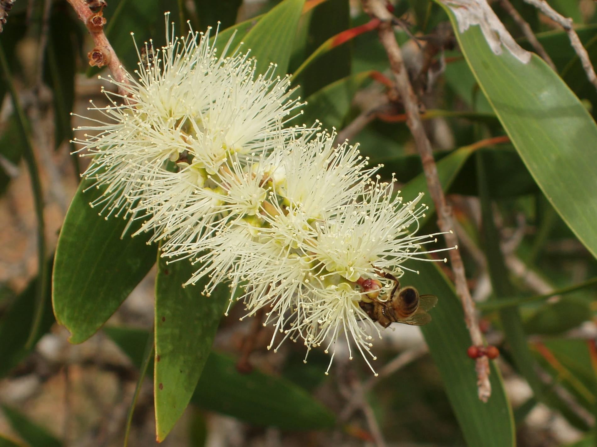 *Melaleuca quinquenervia* © Christine Fort