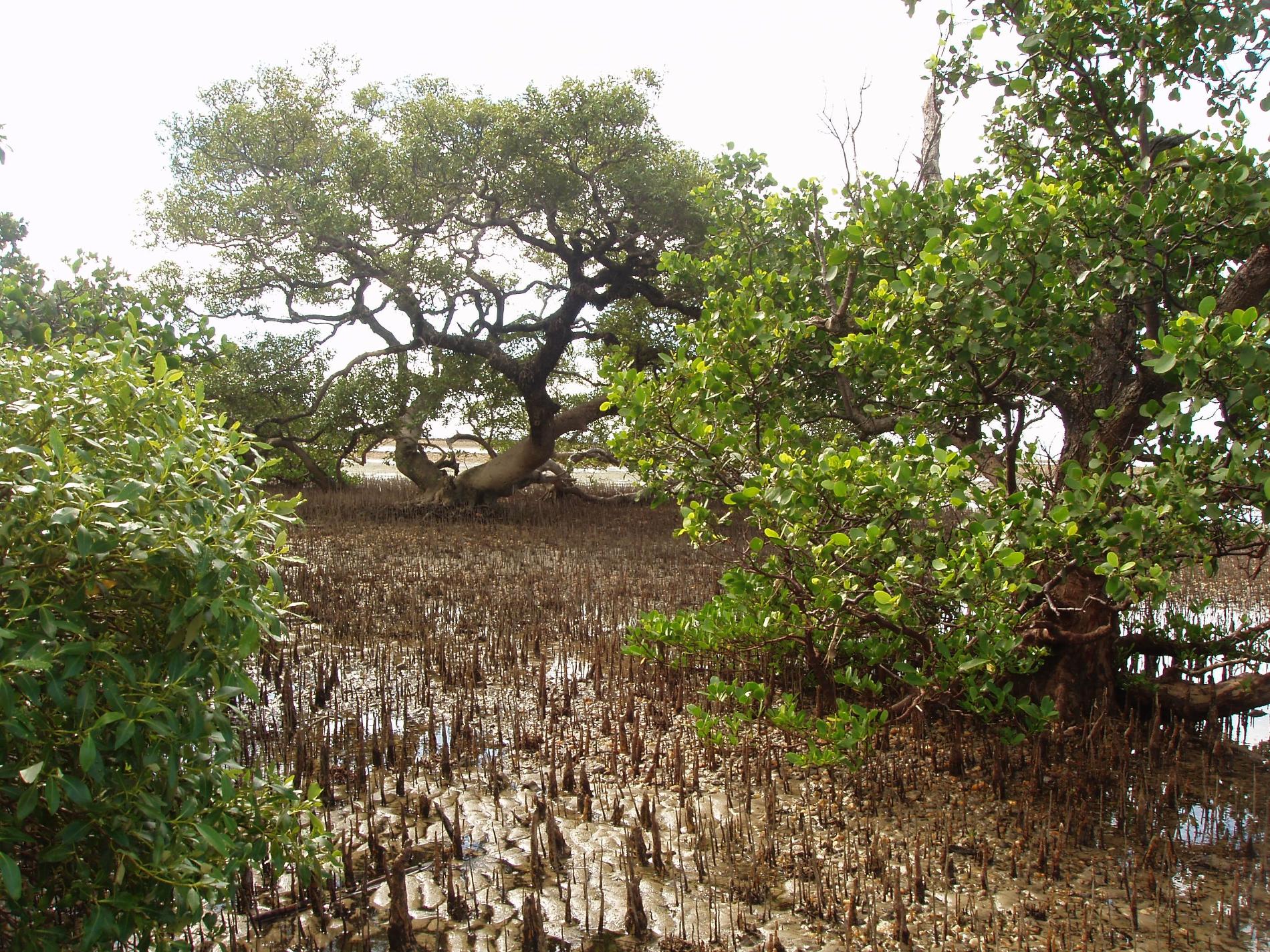  Mangrove © Christine Fort