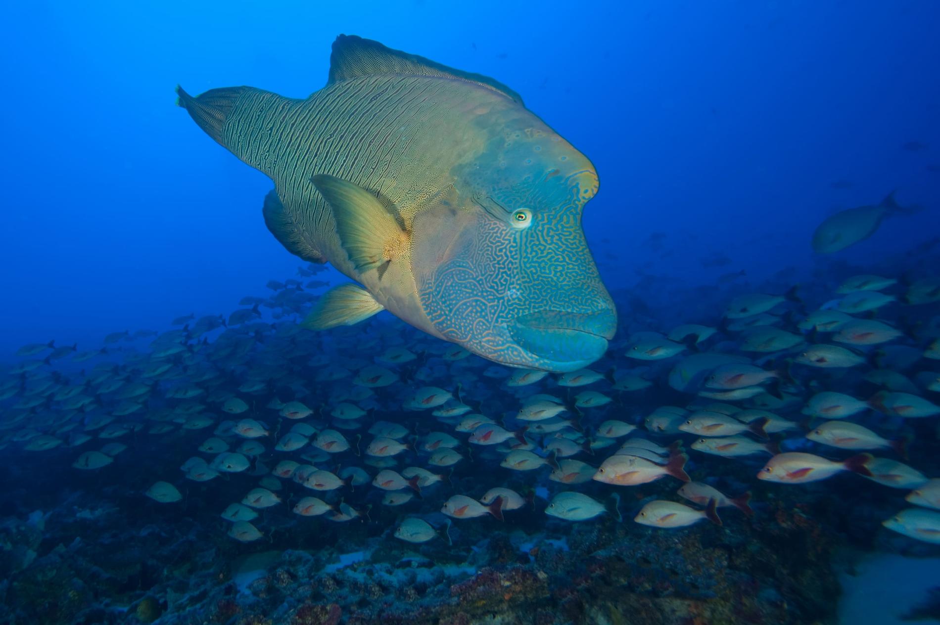 *Cheilinus undulatus* © Matthieu Junker