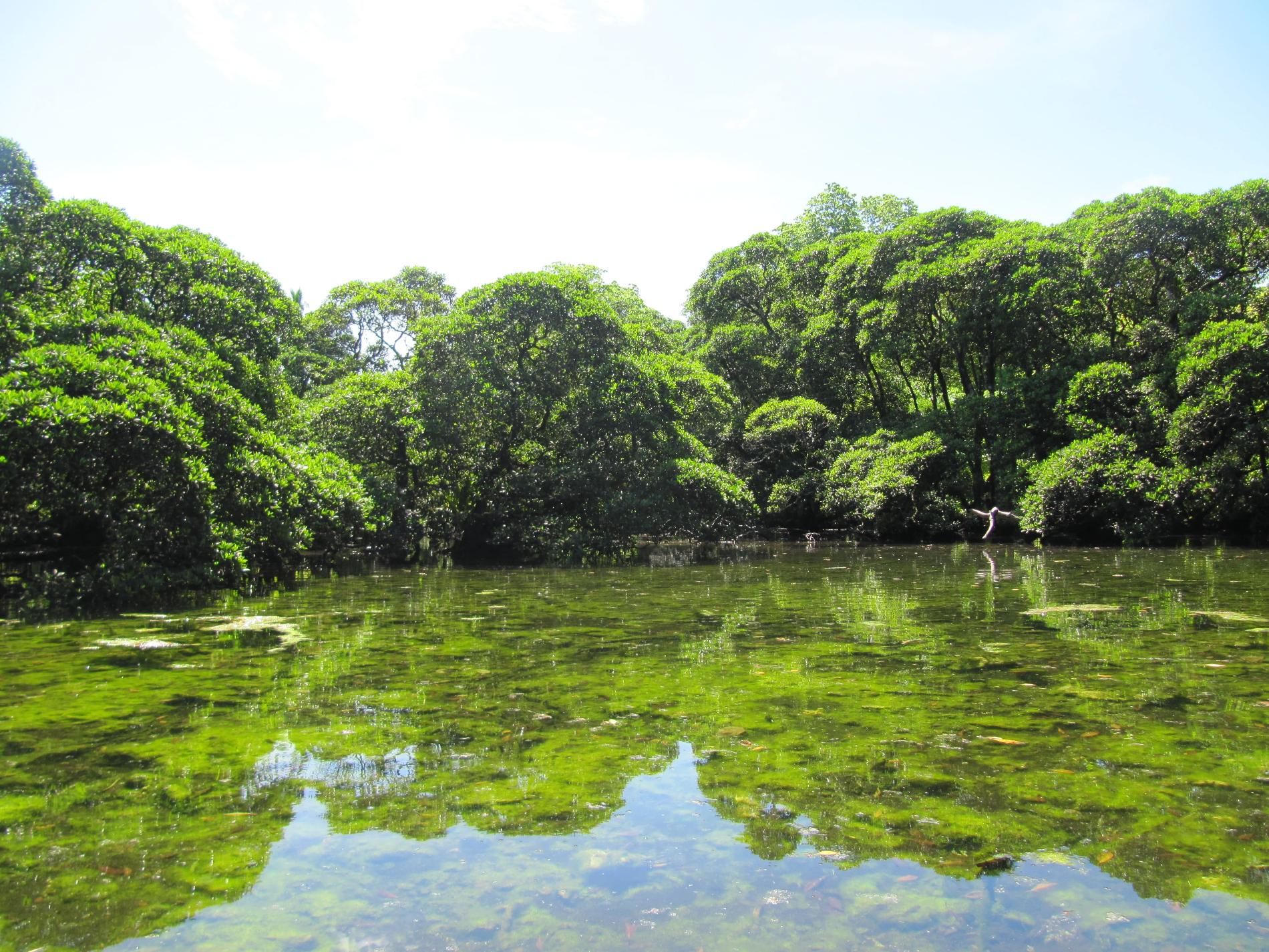 Mangrove à Faioa © Enelio Liufau