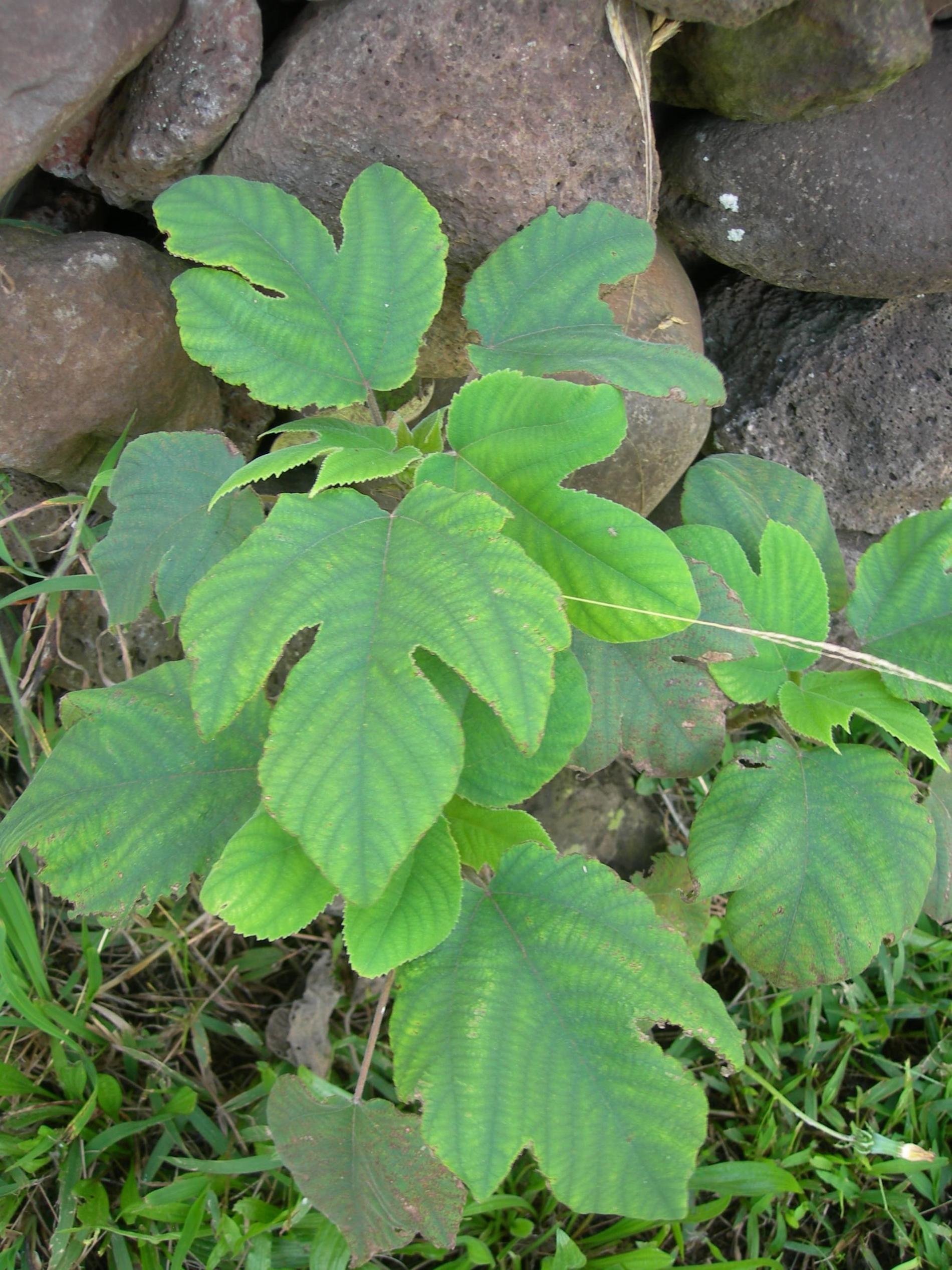 *Broussonetia papyrifera* © J-Y. H. Meyer, Délégation à la Recherche de la Polynésie française