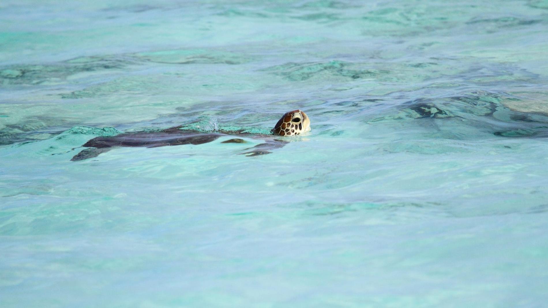 *Chelonia mydas* - Tortue verte © Maxime Amy - TAAF