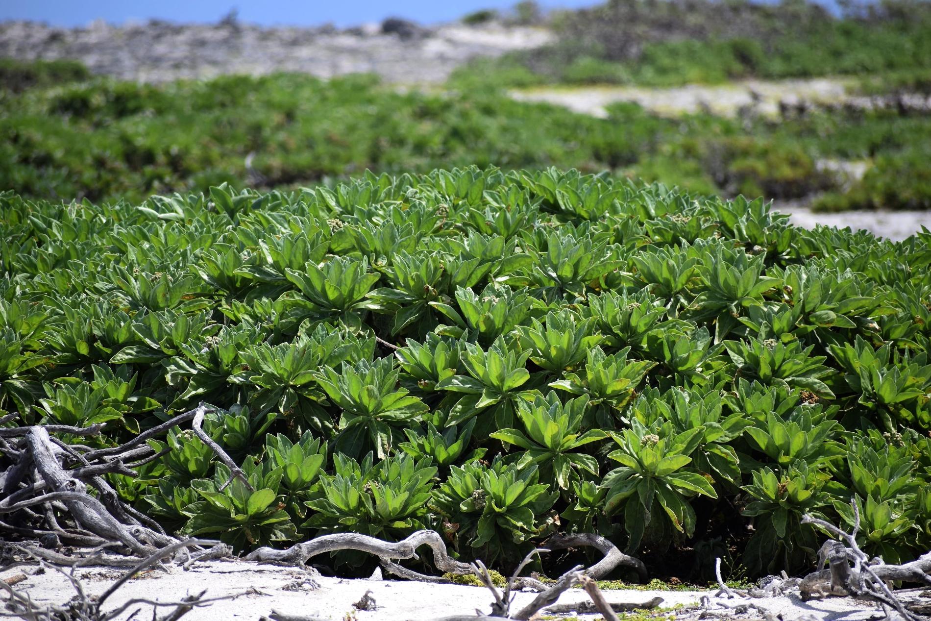 *Heliotropium foertherianum* © Florent Bignon - TAAF