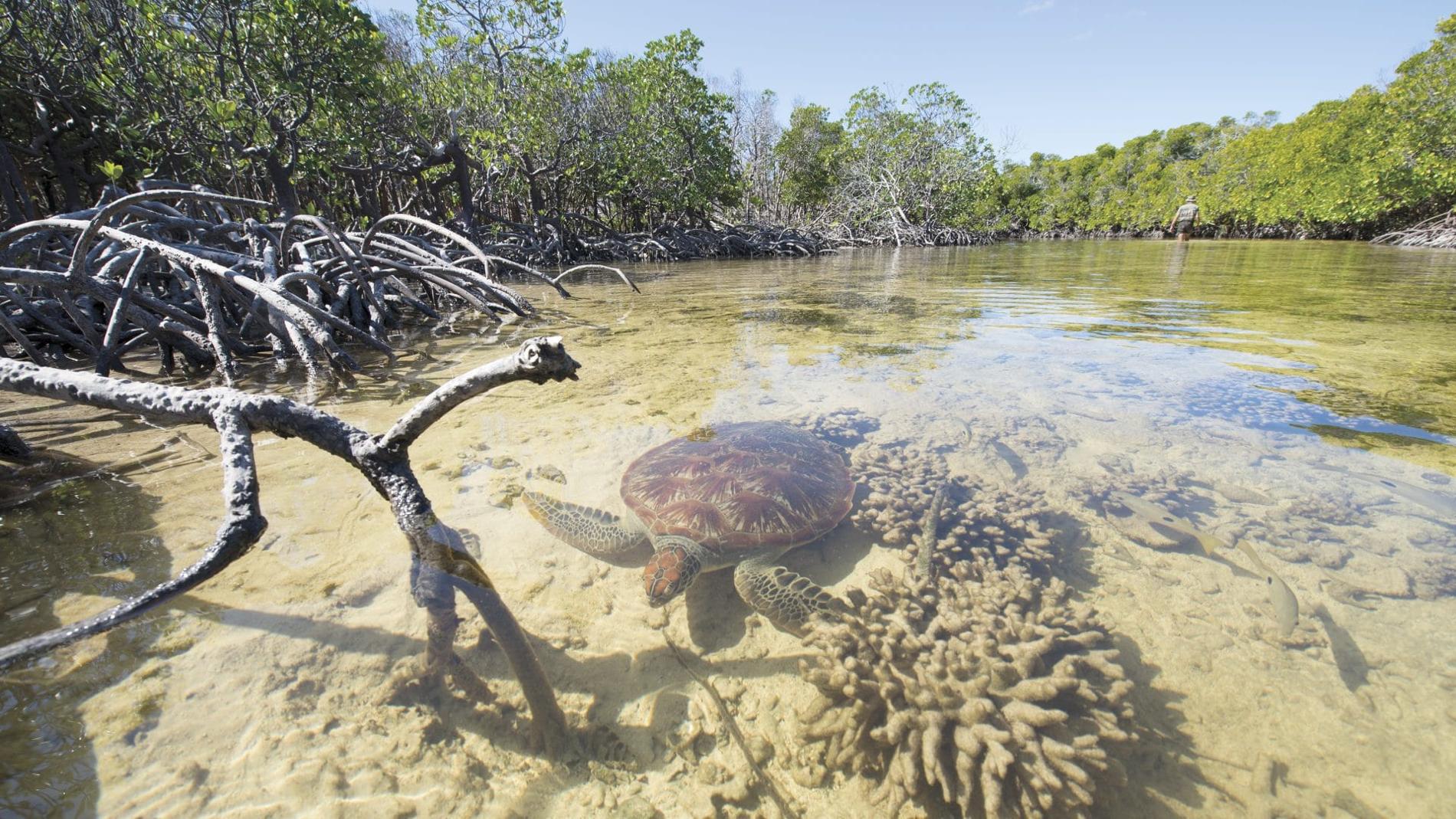 Tortue dans une mangrove à Europa © Bruno Marie - TAAF