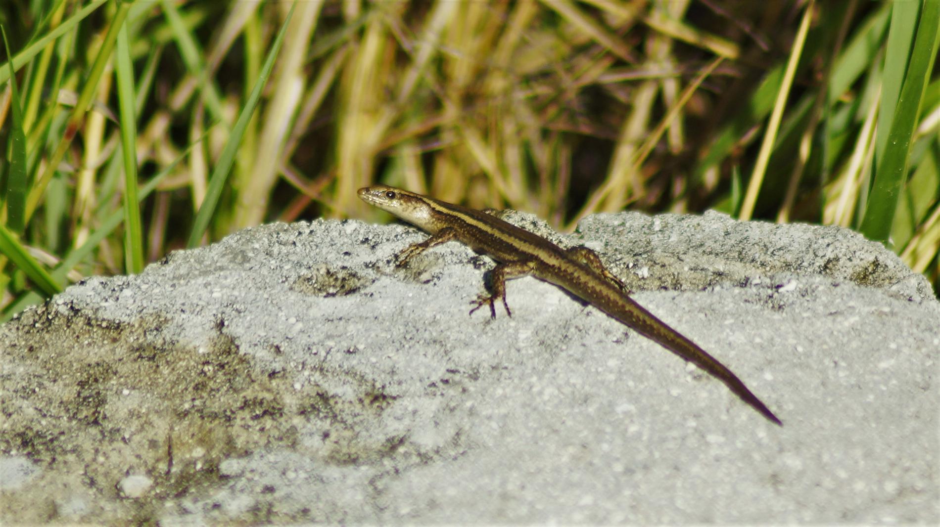 *Cryptoblepharus caudatus* - Scinque aux yeux de serpent de Juan de Nova © Louis Dorémus - TAAF