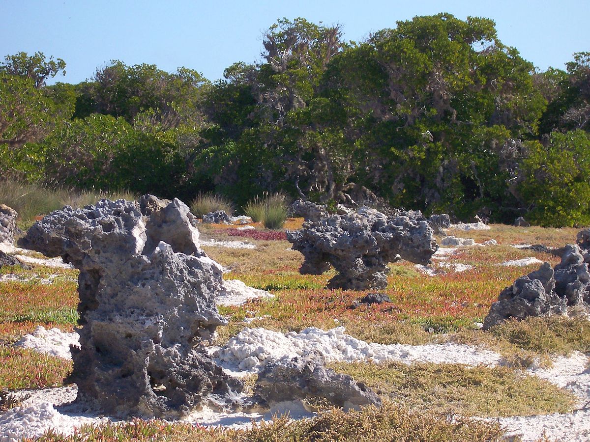 Sansouïres d'Europa © B. Navez - Wikimedia commons