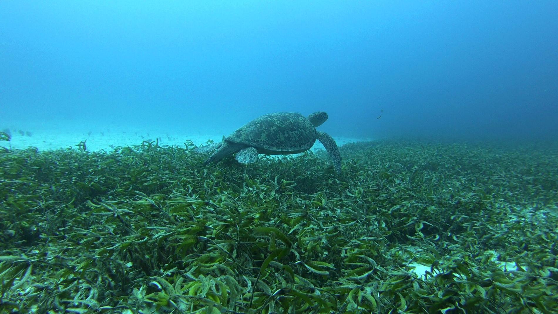 Tortue verte au dessus d'un herbier de phanérogames marines © Hendrik Sauvignet - OFB