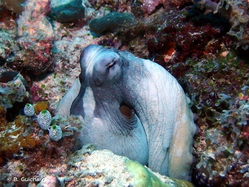 *Octopus cyanea* © Benjamin Guichard