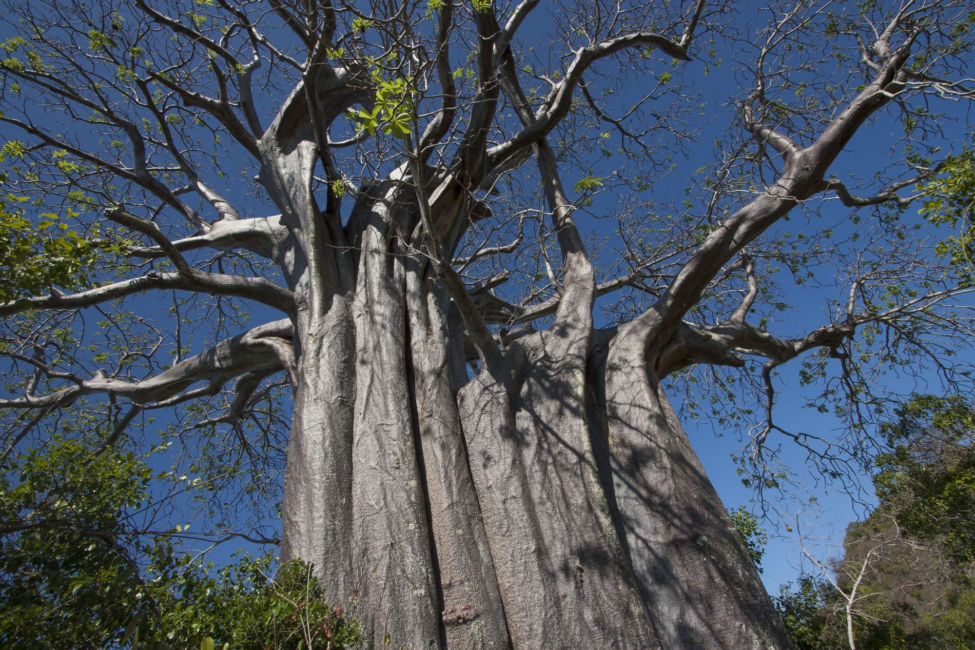 Baobab © Pierre-Olivier Jay