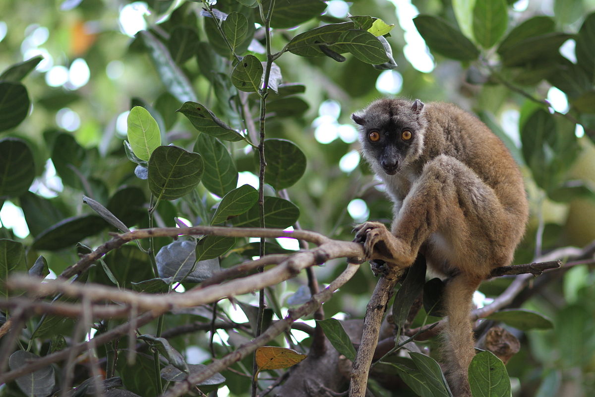 *Eulemur fulvus* © Emmanuel Broeks